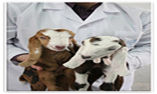 Department of Farm Animal Research